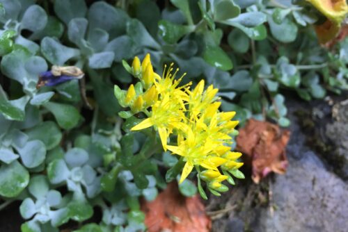 Broadleaf Stonecrop