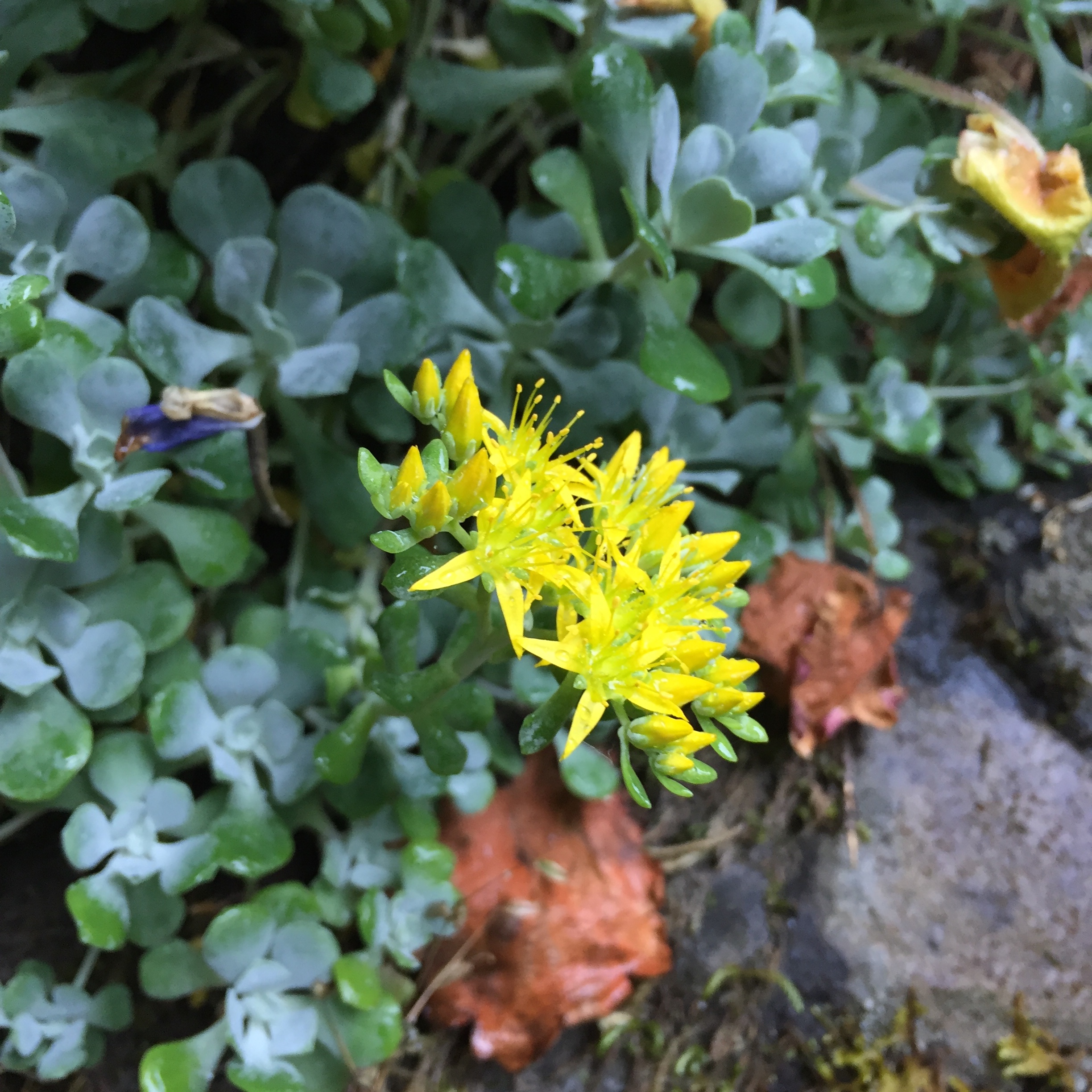 Broadleaf Stonecrop Broadleaf Stonecrop