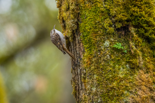 Brown Creeper