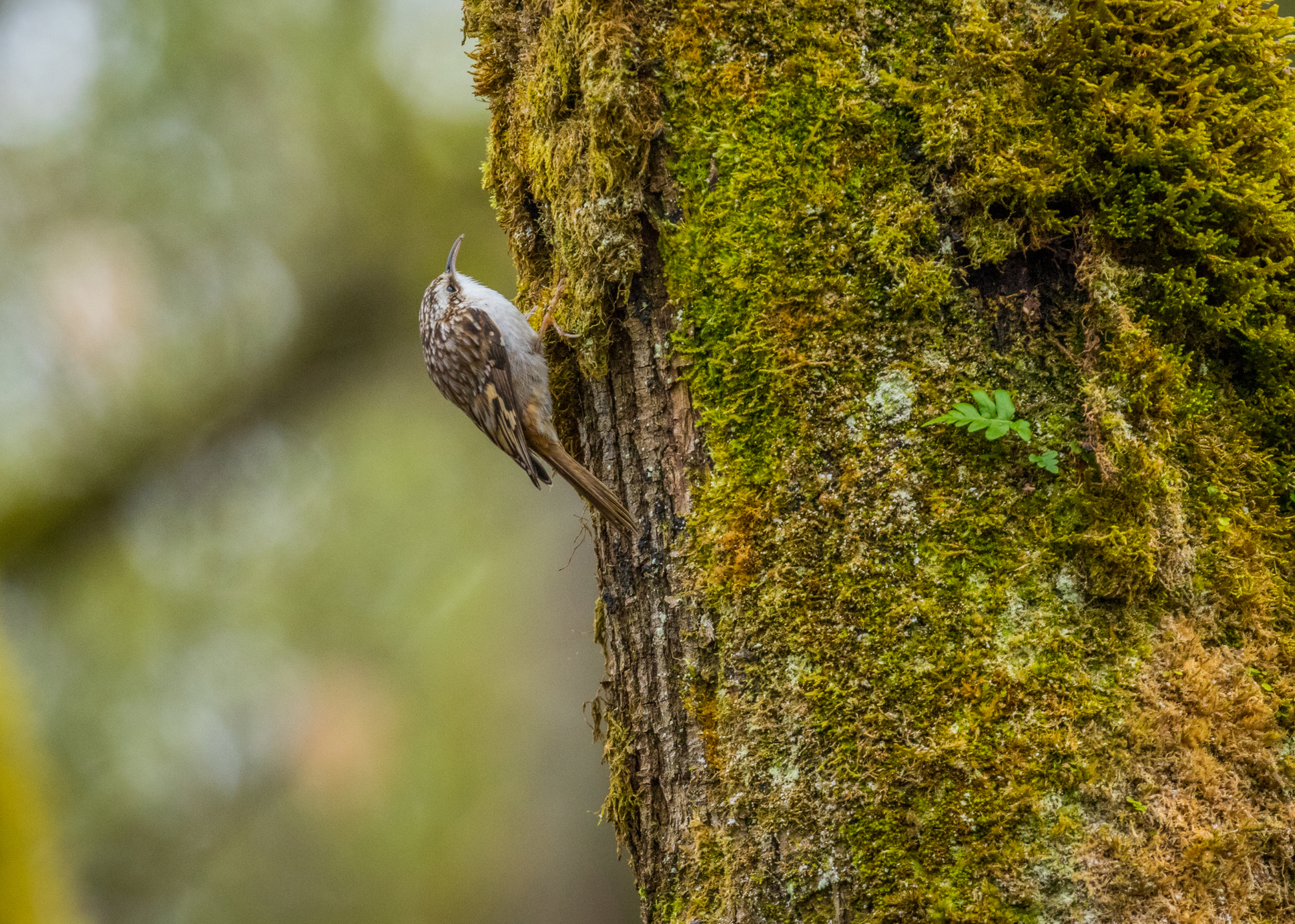 Brown Creeper