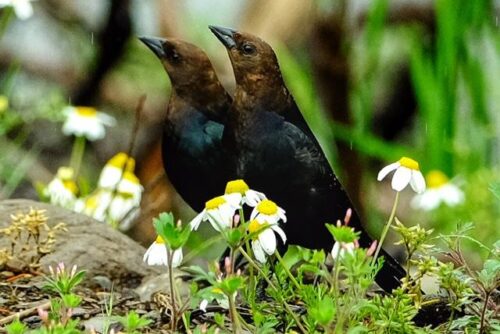 Brown-Headed Cowbird