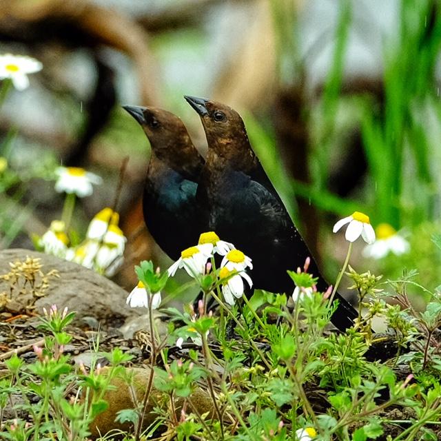 Brown-Headed Cowbird Brown-Headed Cowbird