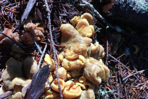 Brown/Black Witch's Butter