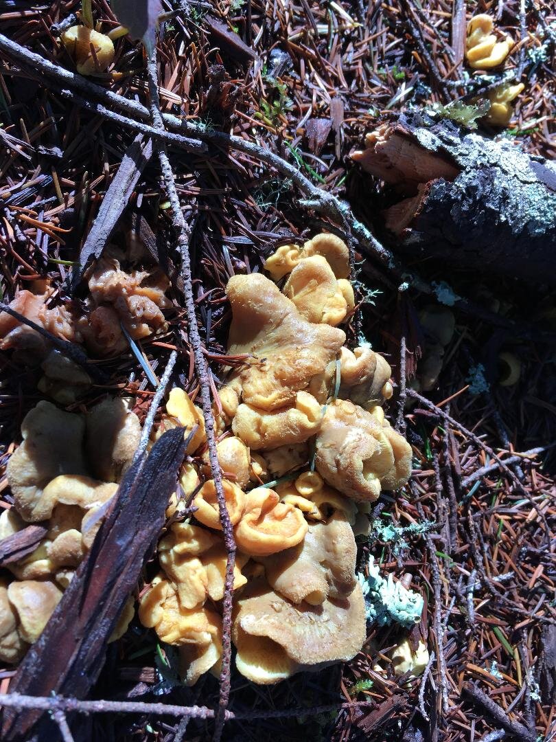 Brown/Black Witch’s Butter Brown/Black Witch’s Butter