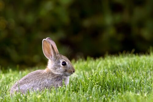Brush Rabbit