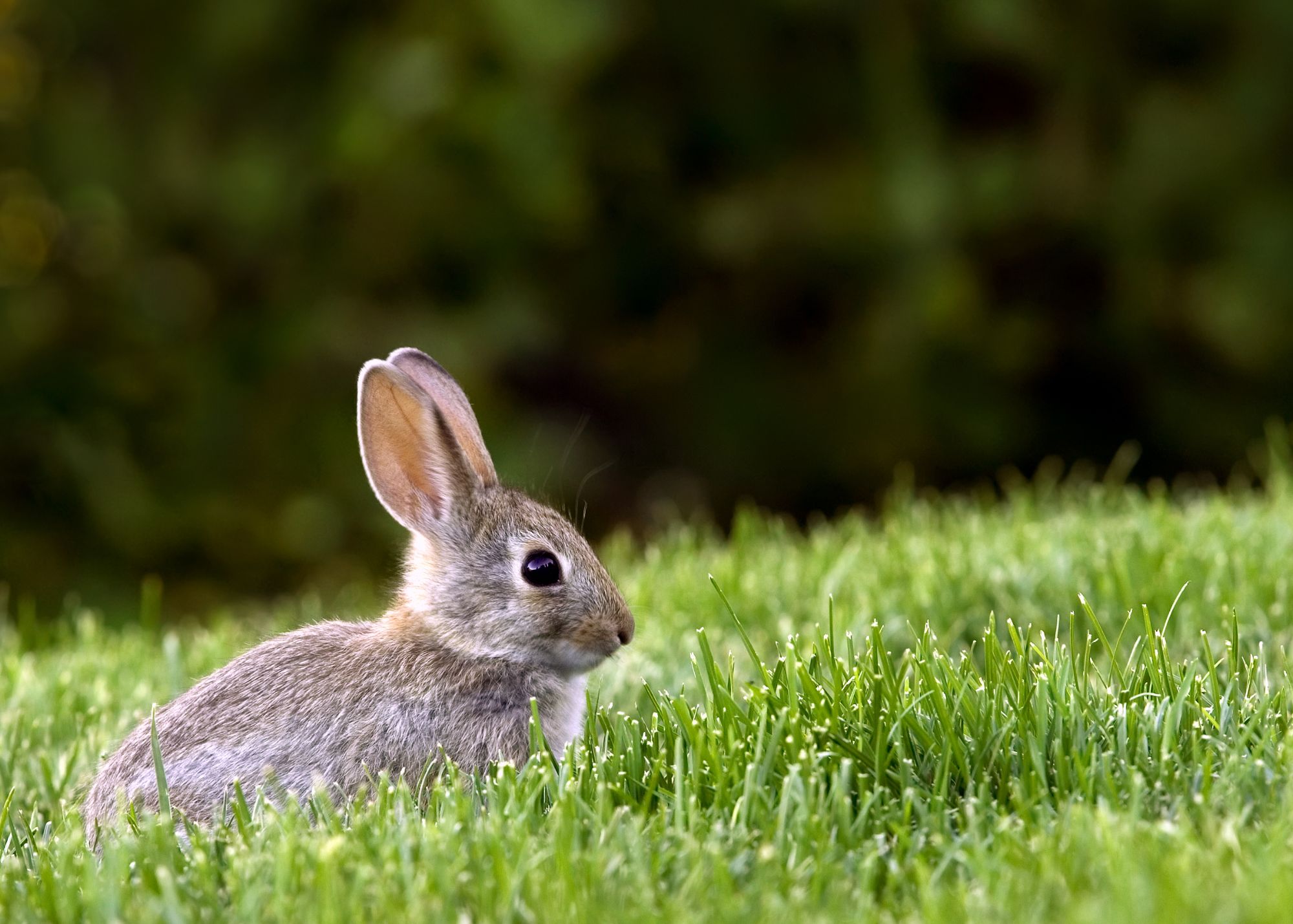 Brush Rabbit