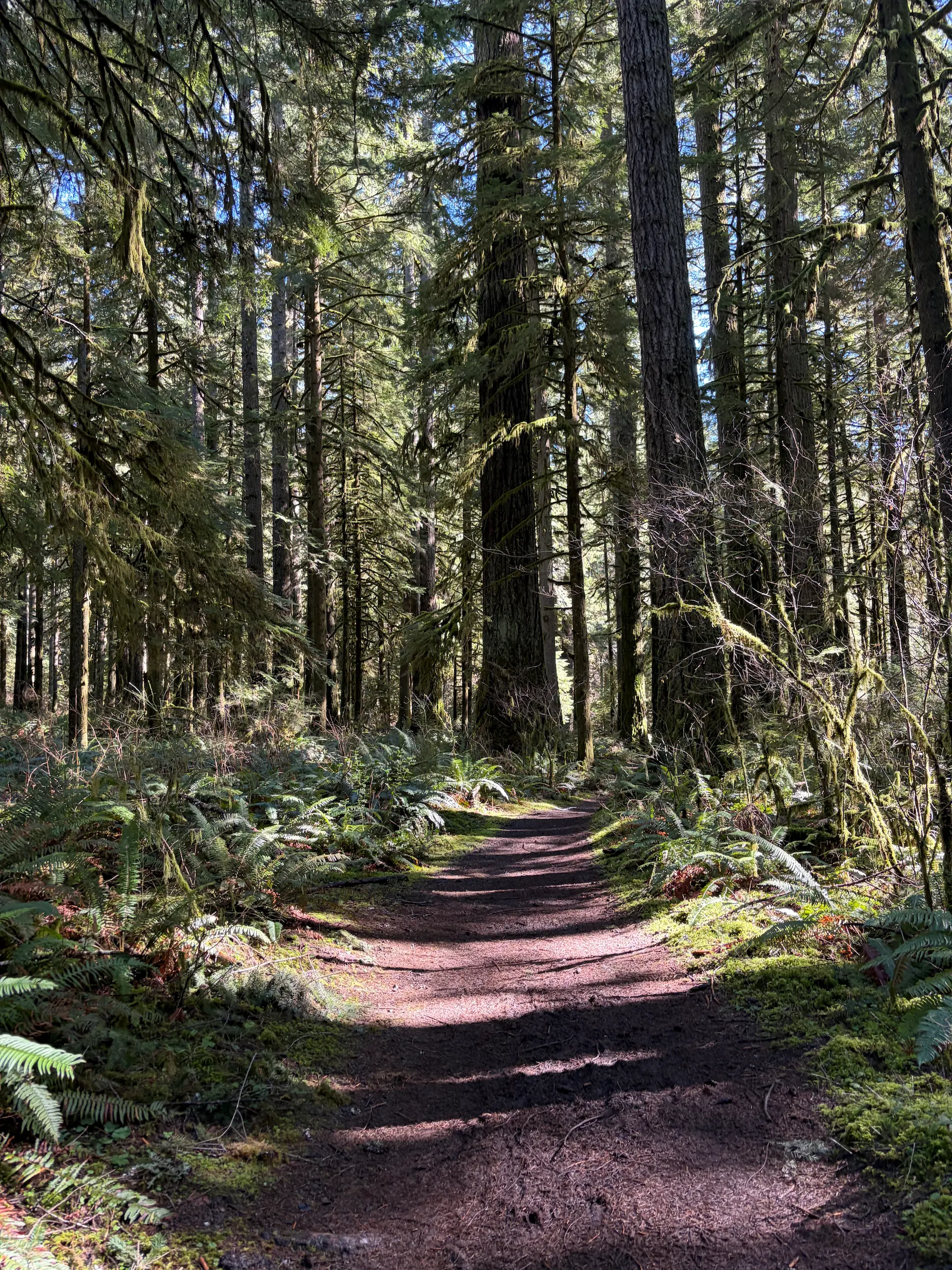 Two volunteers appear to be planting or restoring native vegetation on the grounds outside the South Falls Café at Silver Falls State Park