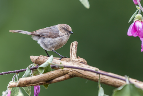 Bushtit