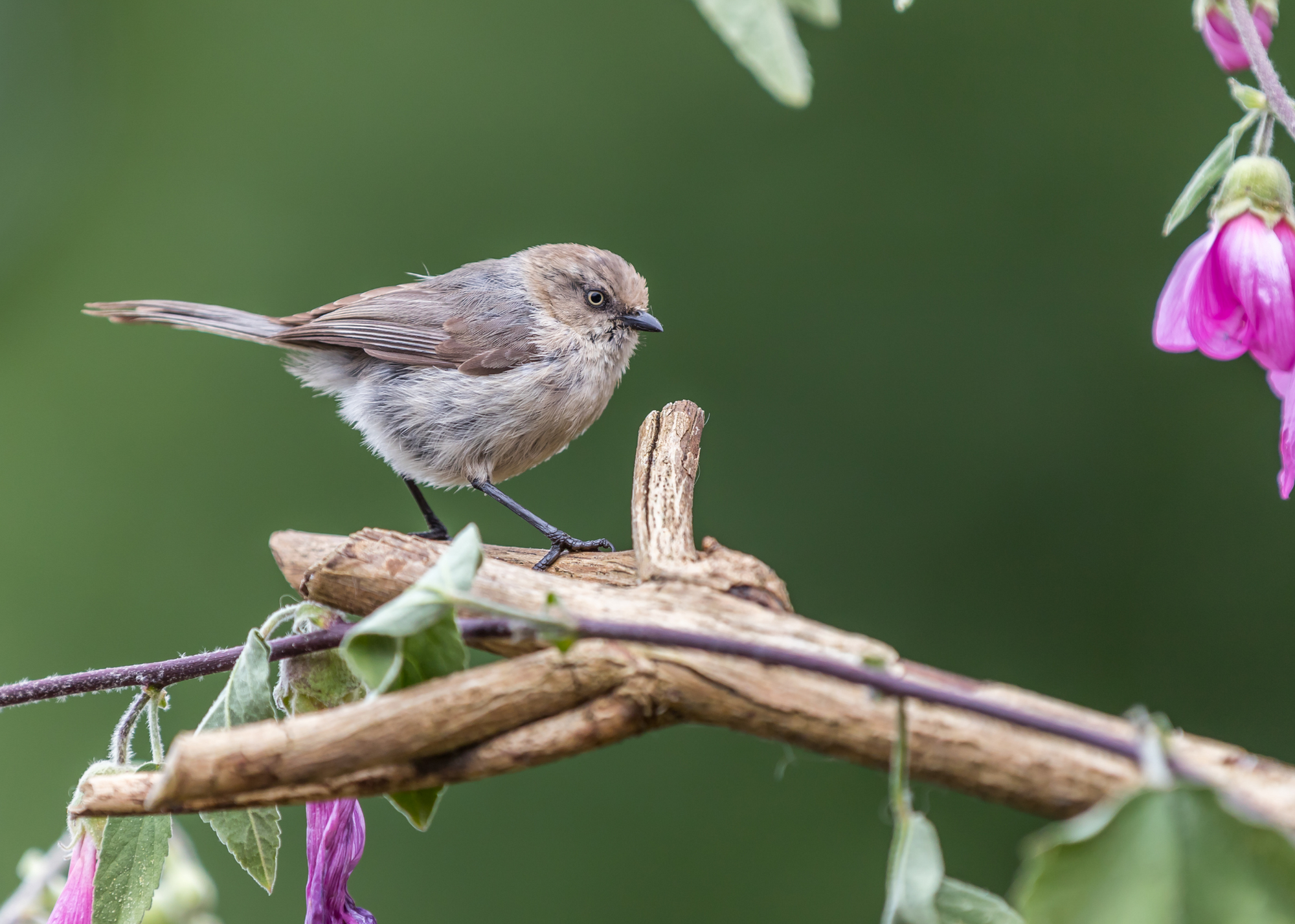 Bushtit