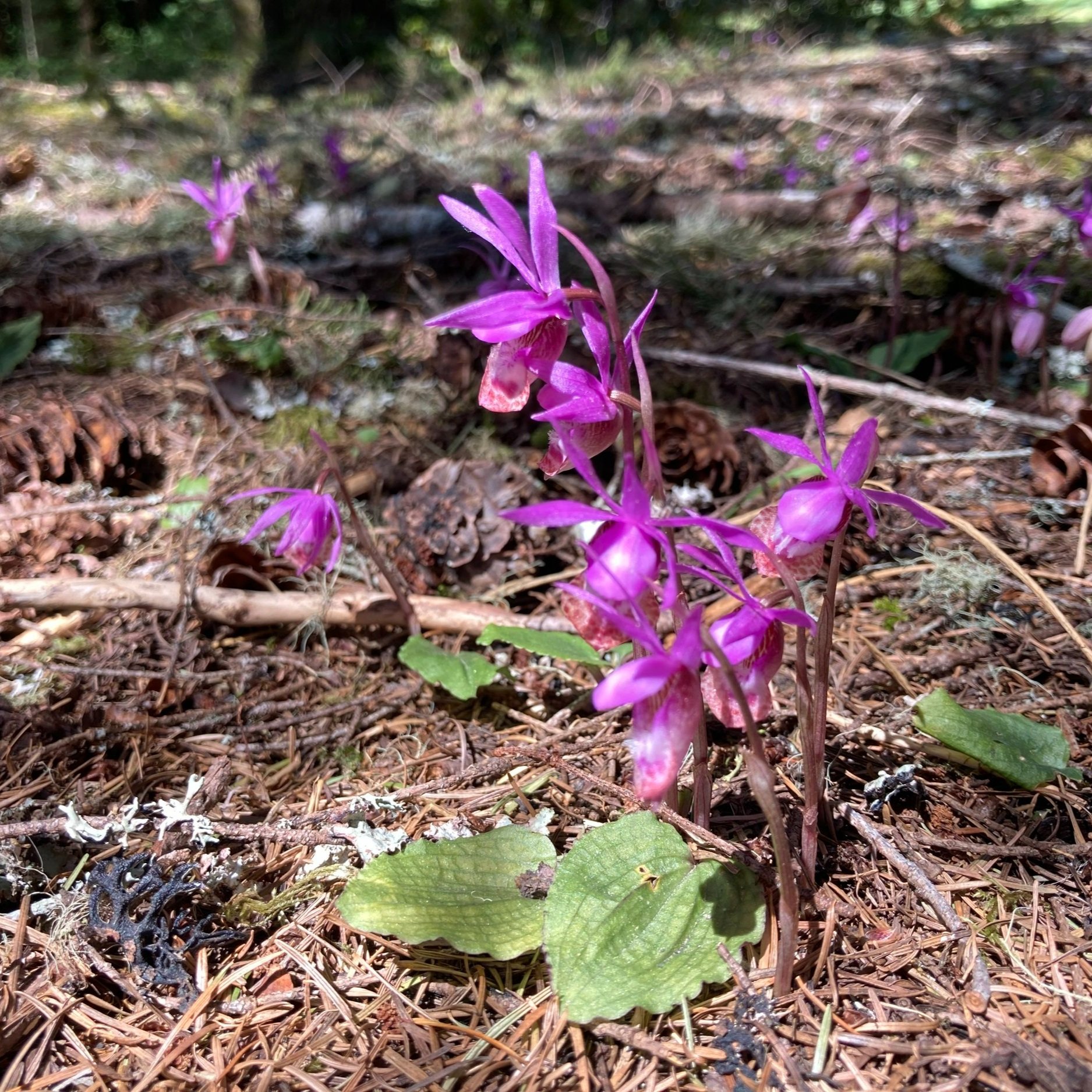 Thursdays: South Falls Plant Walk Have you ever walked by a plant, tree, or wildflower and wondered what it was? Join a Friends of Silver Falls volunteer on this hour-long walk to