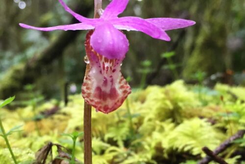 Calypso Orchid (Fairyslipper)