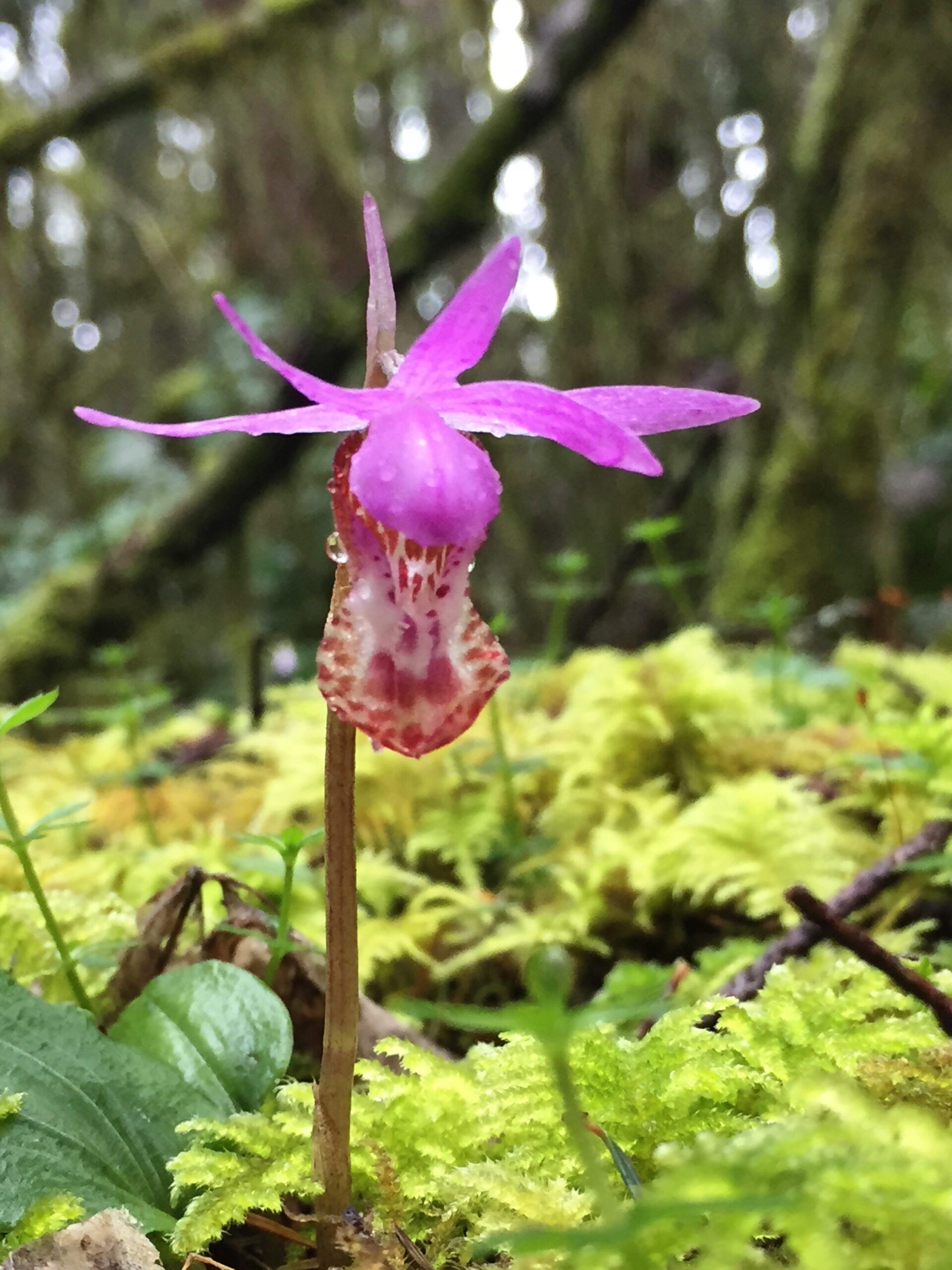 Calypso Orchid (Fairyslipper) Calypso Orchid (Fairyslipper)