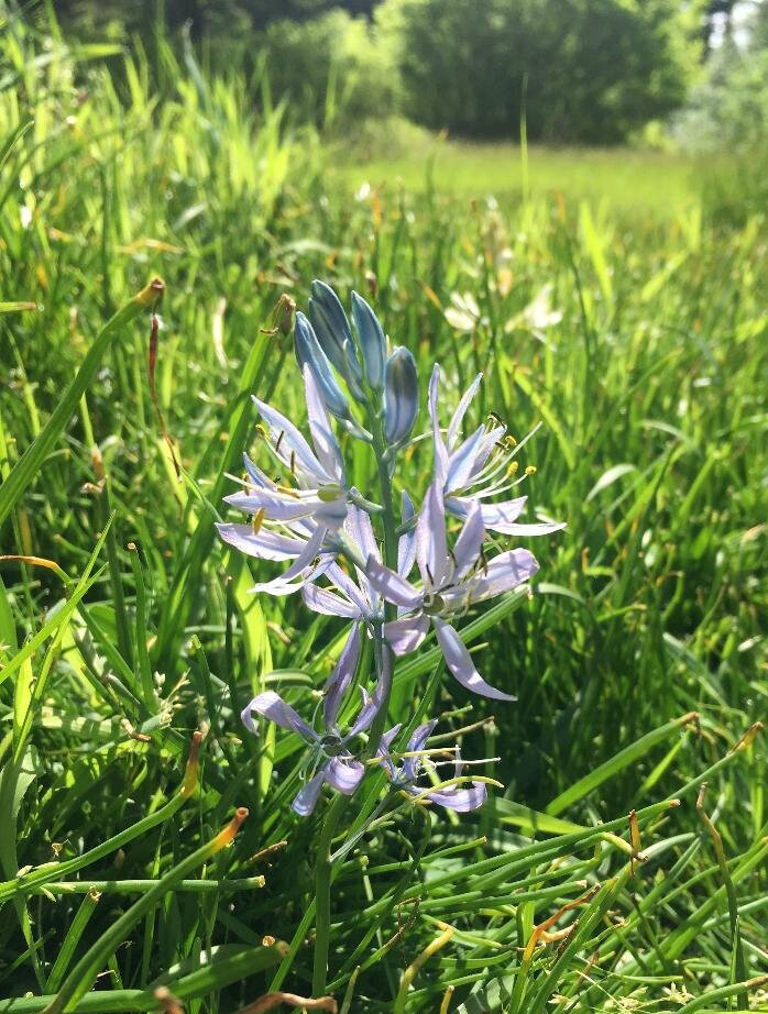 Example of light blue camas bloom