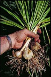Camas+bulbs.jpg
