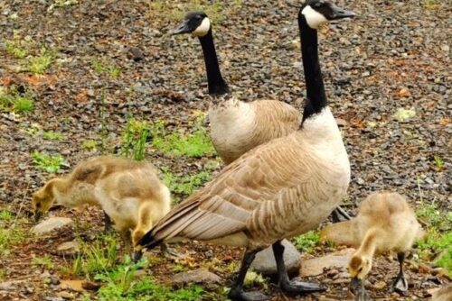 Canada Goose