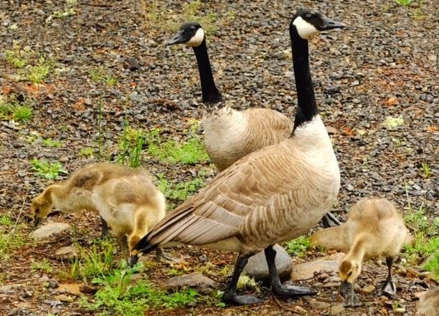 Canada Goose Canada Goose