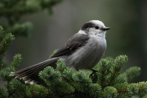Canada Jay