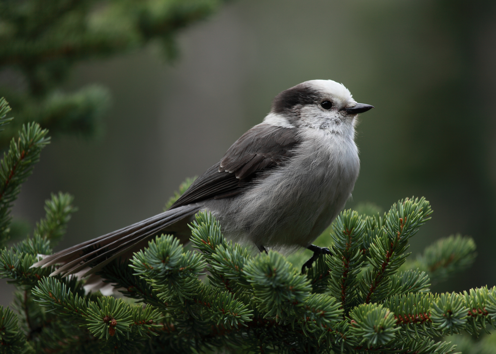 Canada Jay Canada Jay