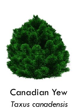 Canadian yew