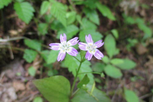 Candyflower