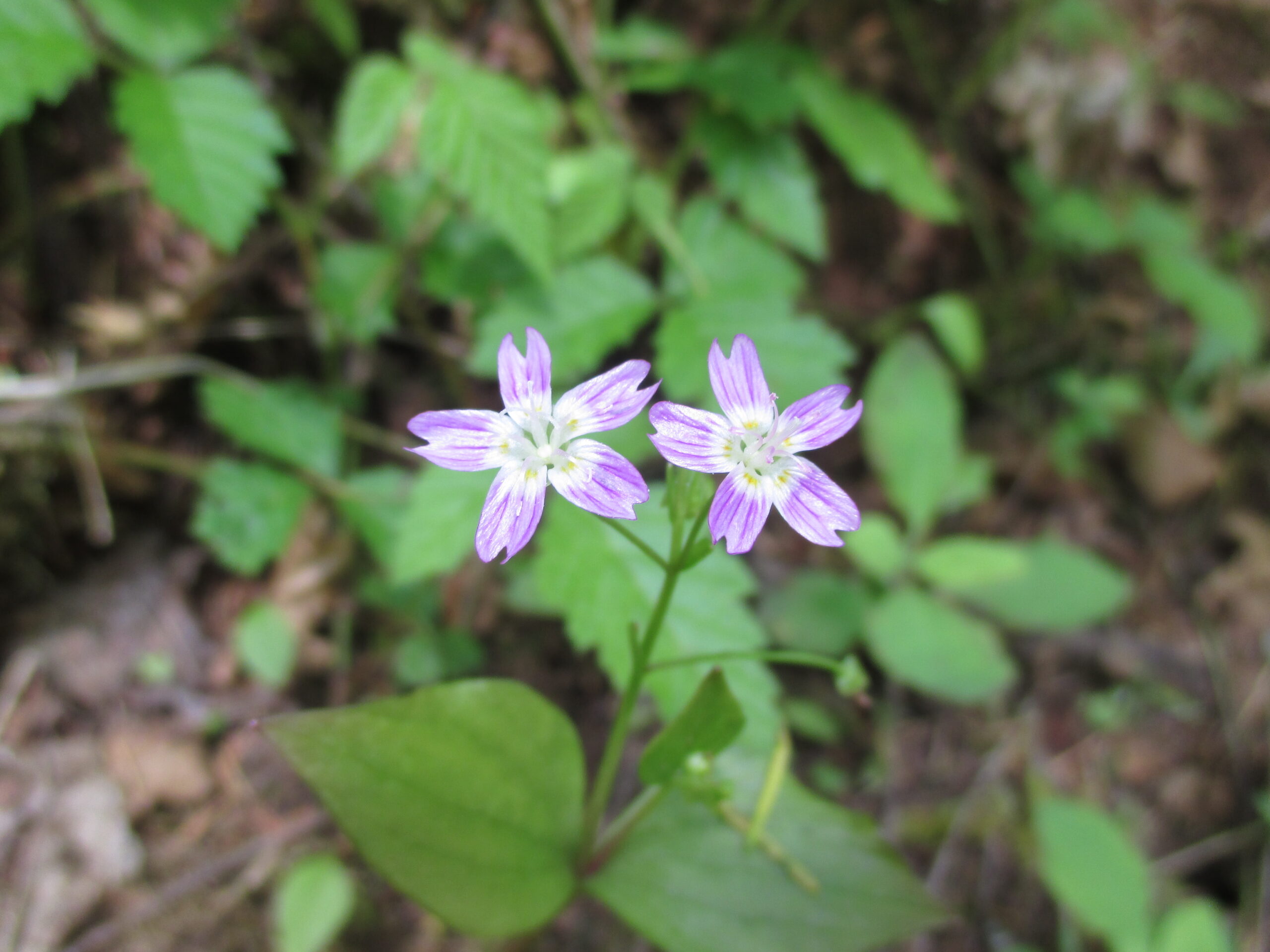 Candyflower
