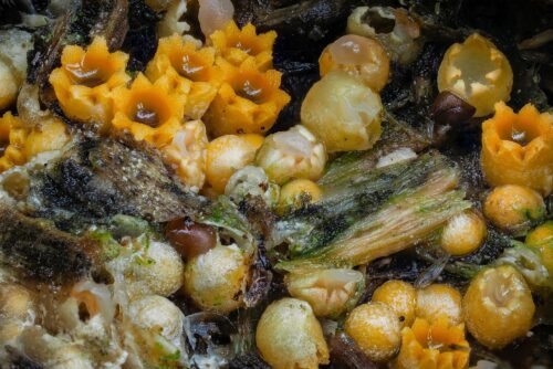 Cannon Fungus