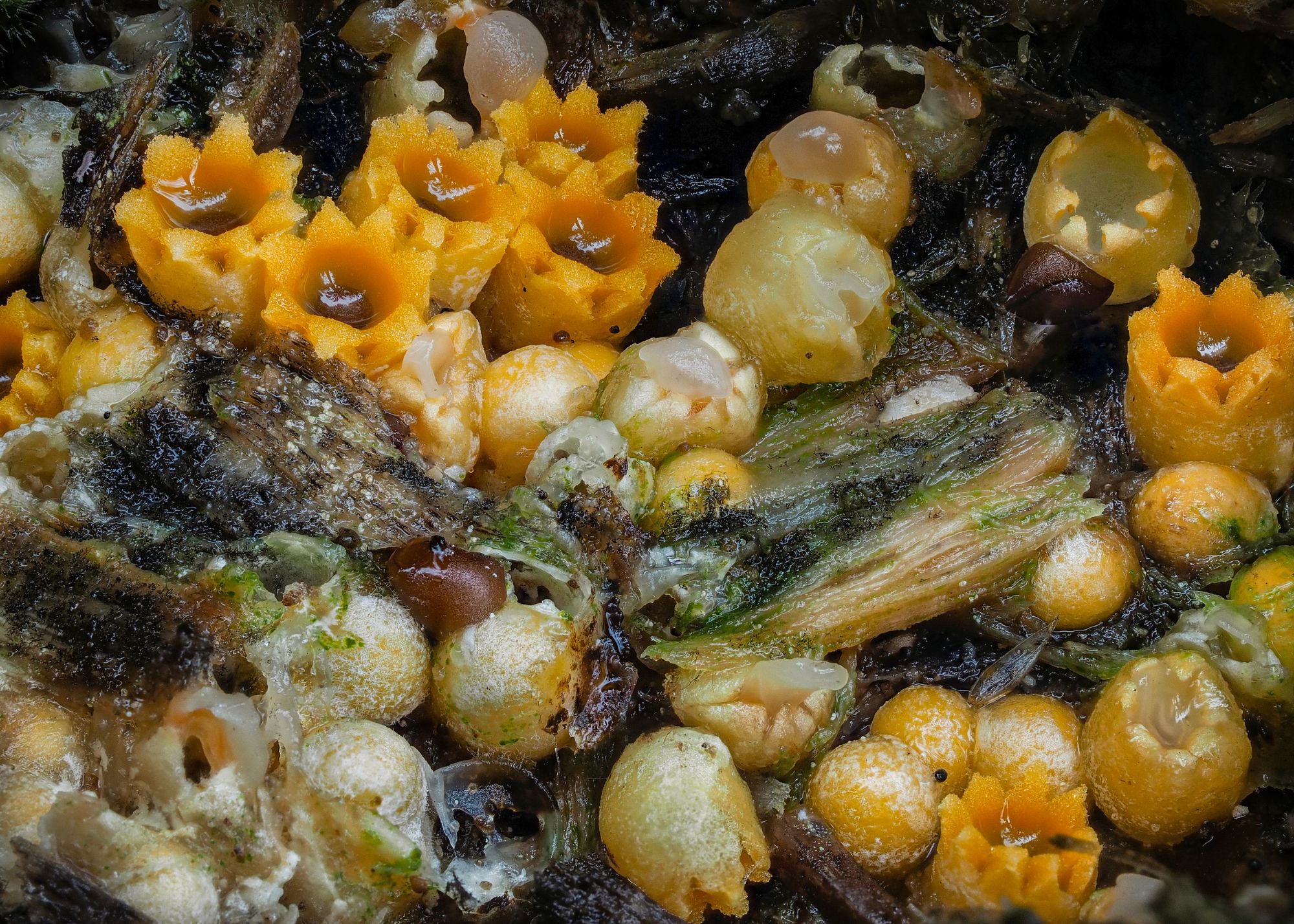 Cannon Fungus