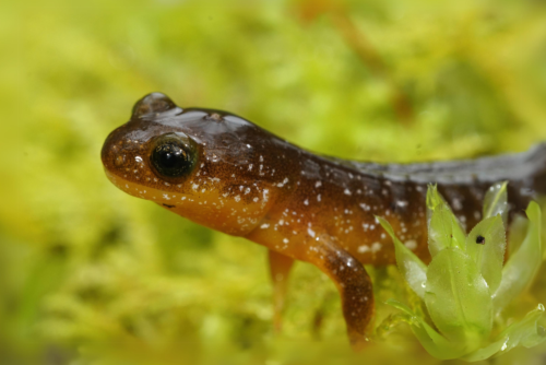 Cascade Torrent Salamander Cascade Torrent Salamander
