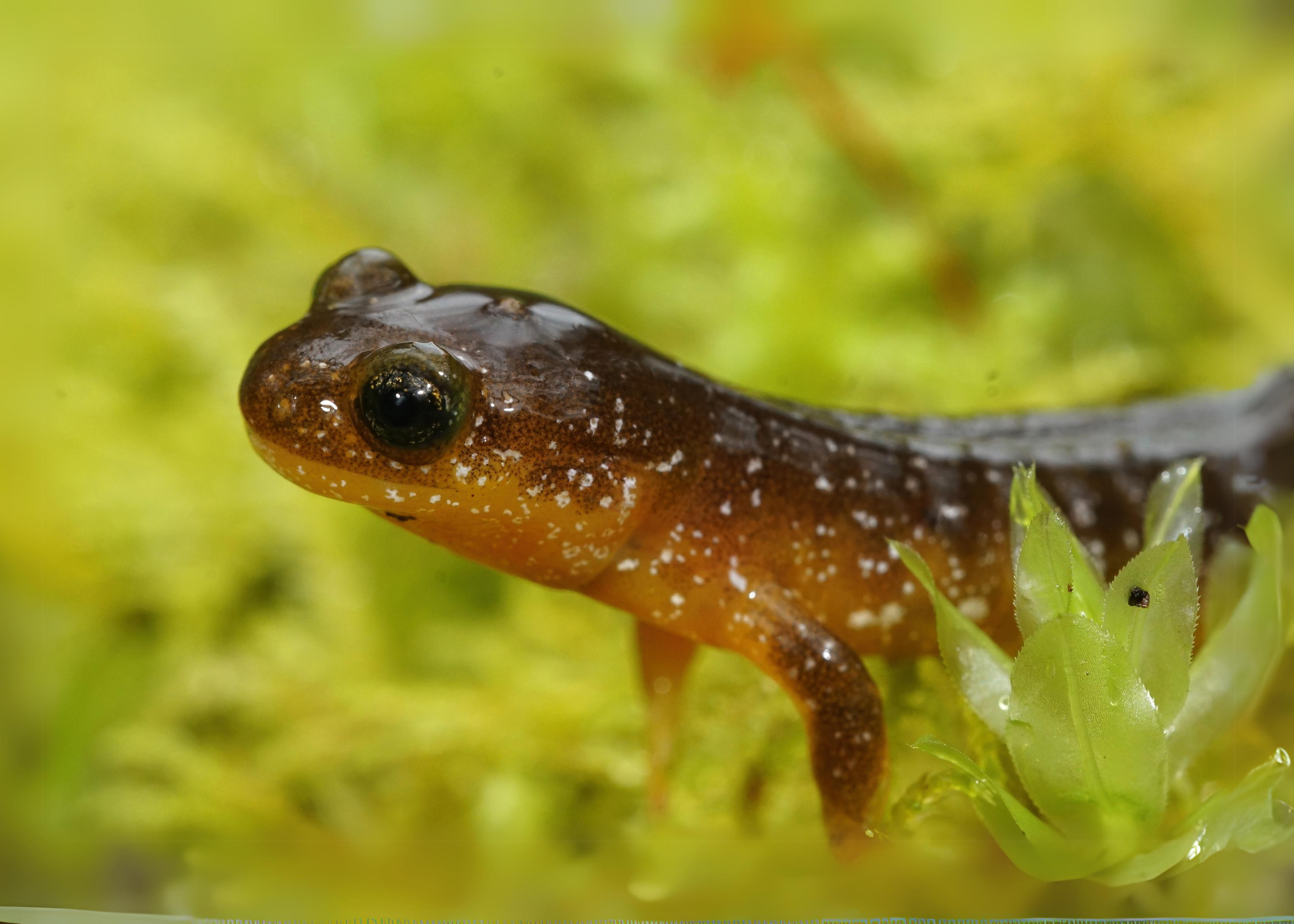 Cascade Torrent Salamander Cascade Torrent Salamander