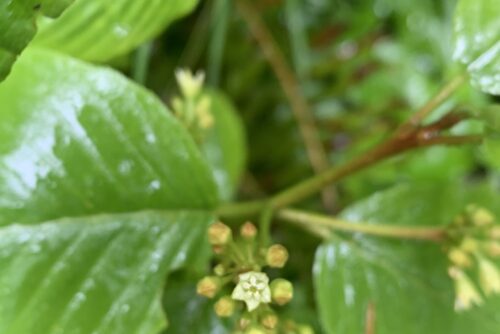Cascara