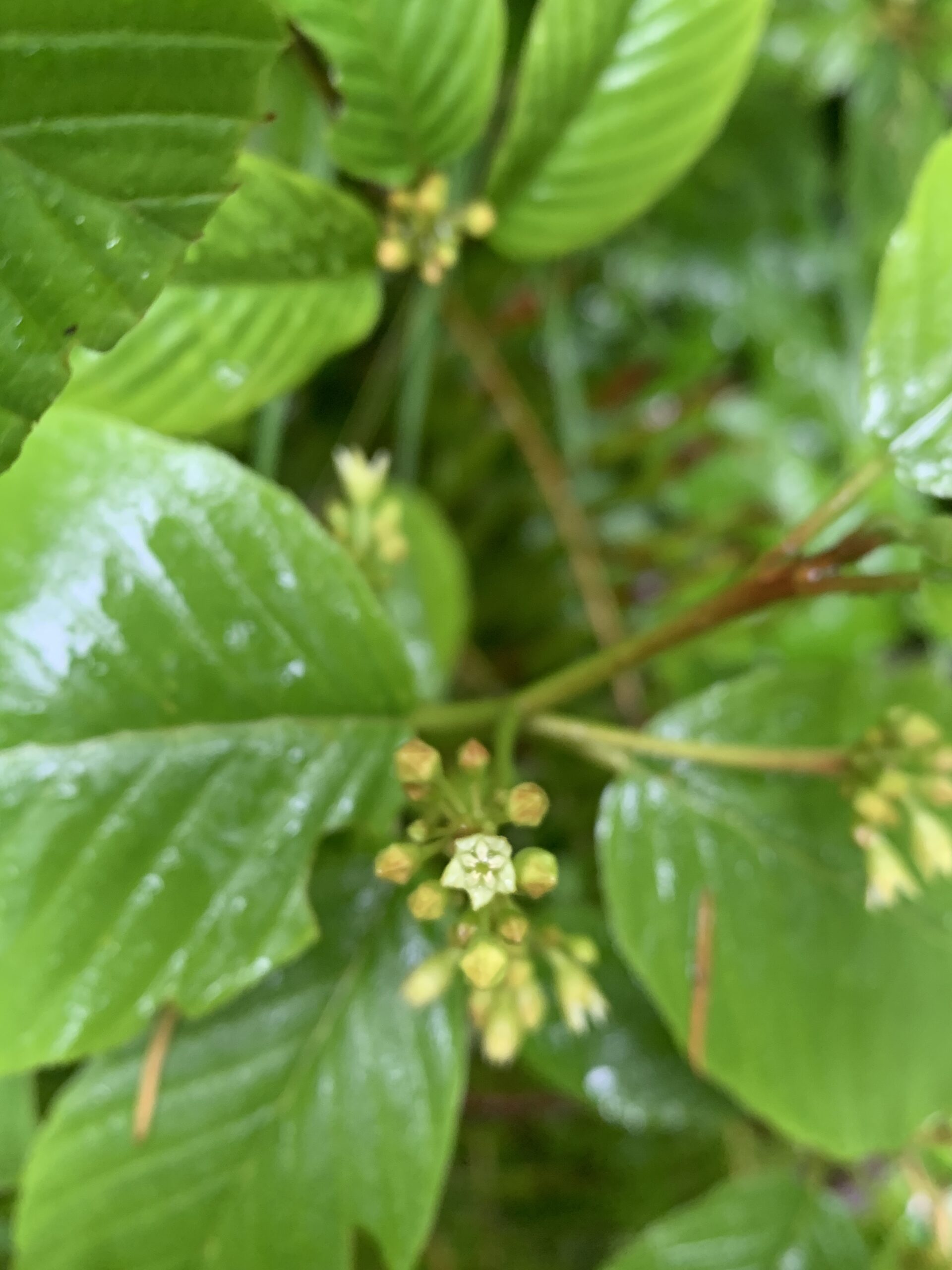 Cascara
