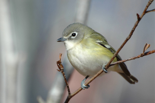 Cassin's Vireo