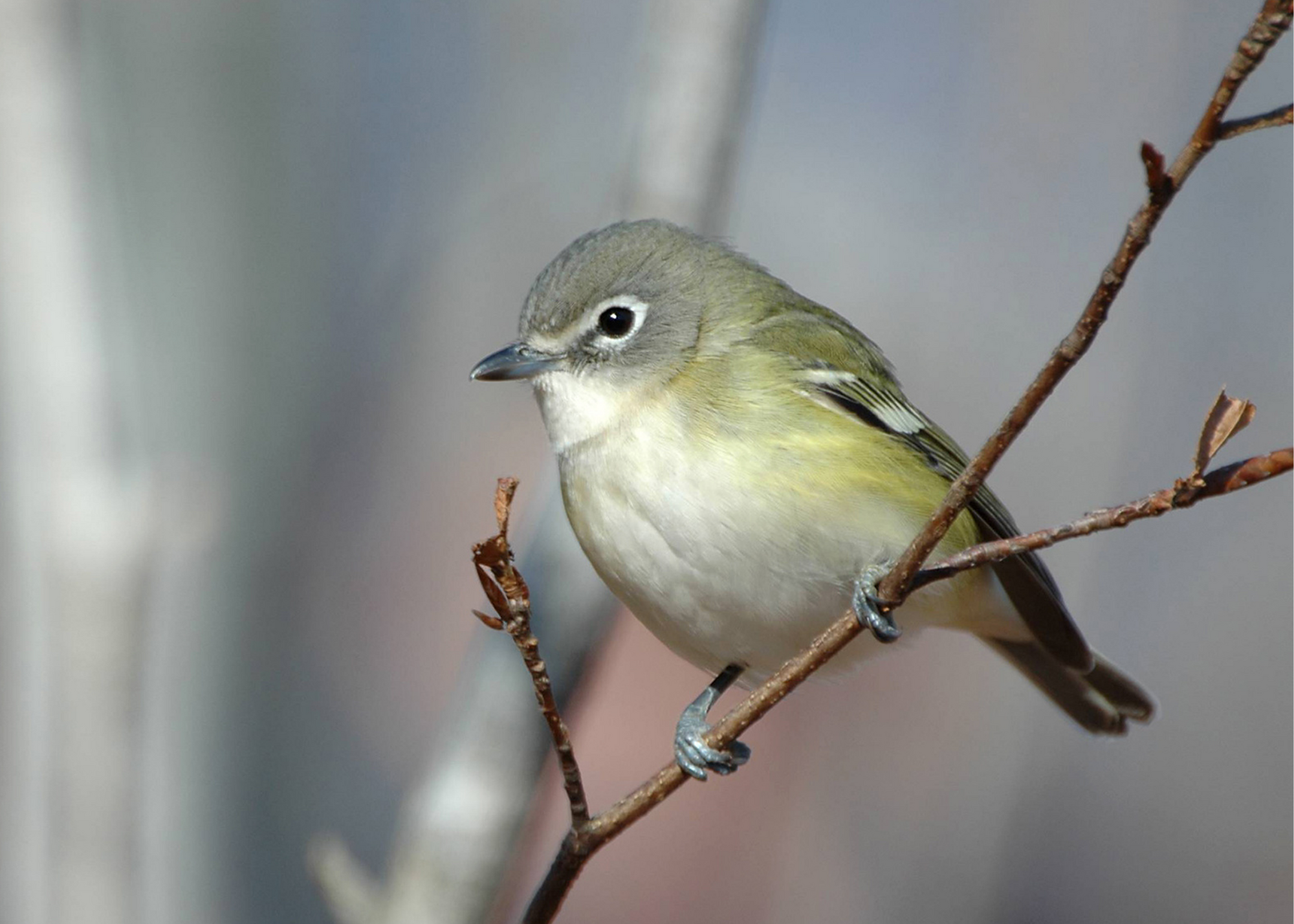 Cassin’s Vireo Cassin’s Vireo