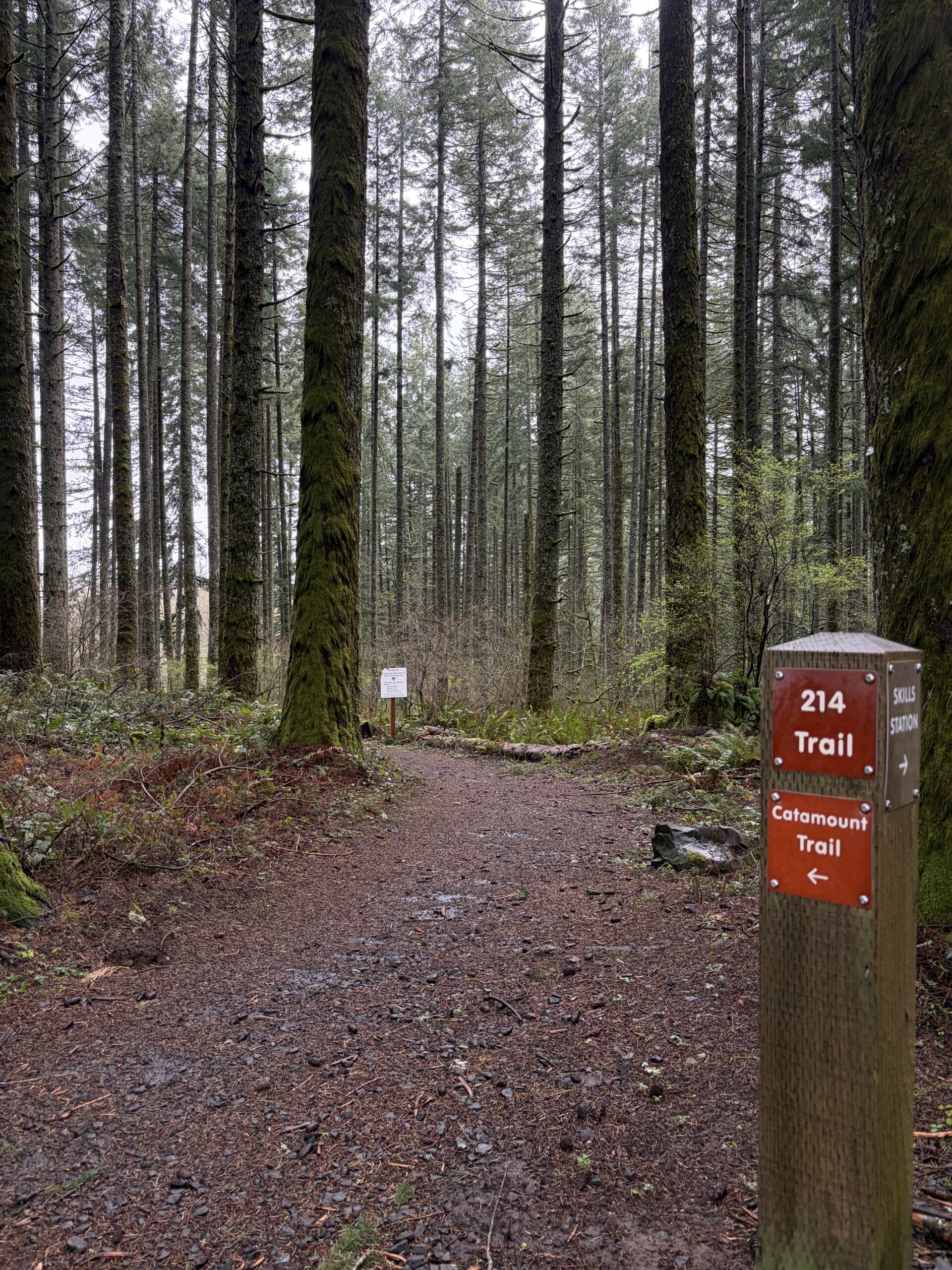Two volunteers appear to be planting or restoring native vegetation on the grounds outside the South Falls Café at Silver Falls State Park