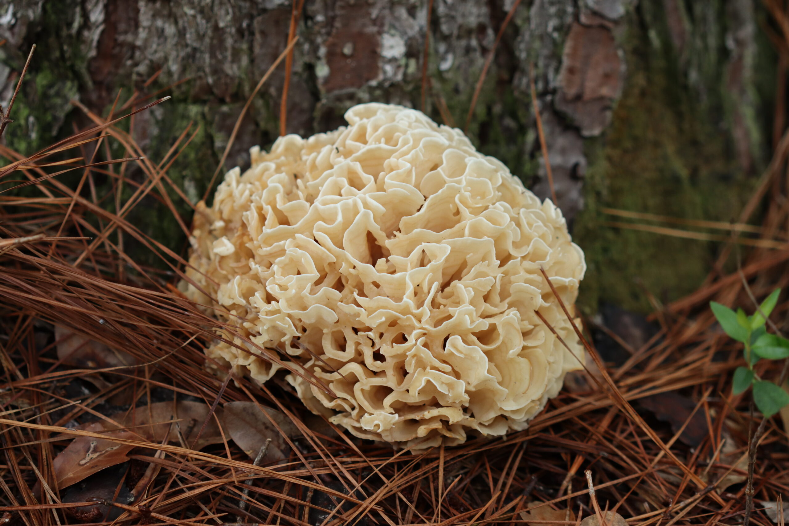 Cauliflower Mushroom Cauliflower Mushroom