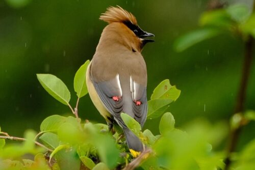 Cedar Waxwing