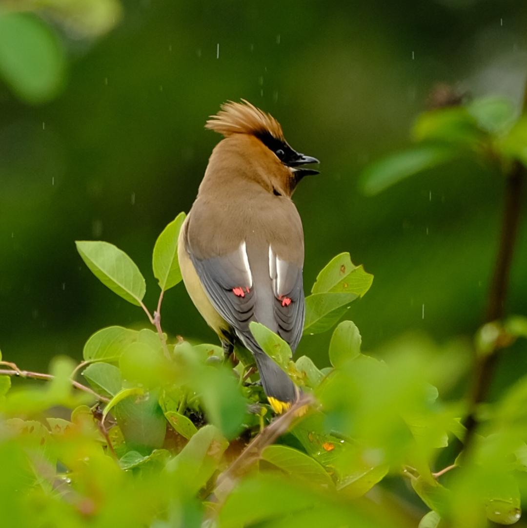 Cedar Waxwing Cedar Waxwing