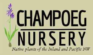 Champoeg-Nursery1+-+Copy (1).png