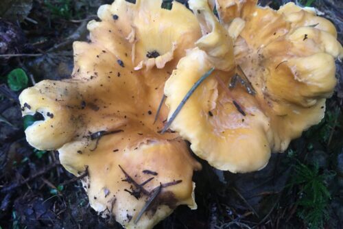 Chanterelle