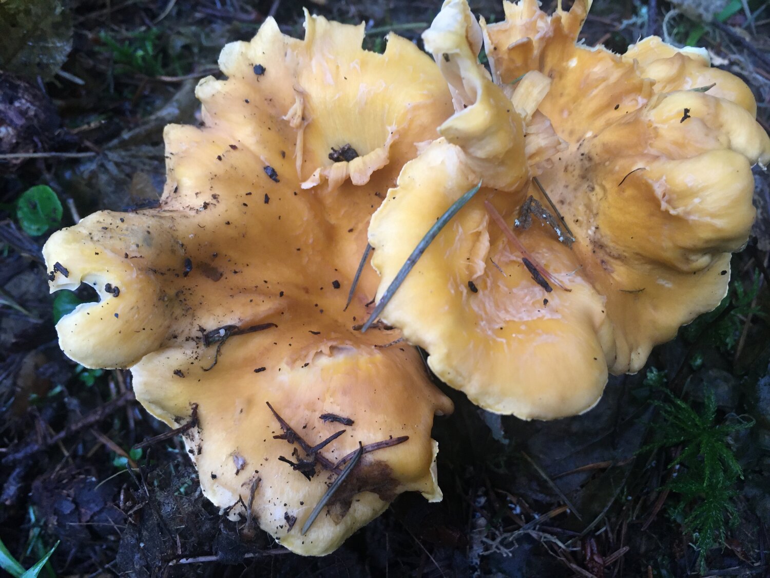 Chanterelle