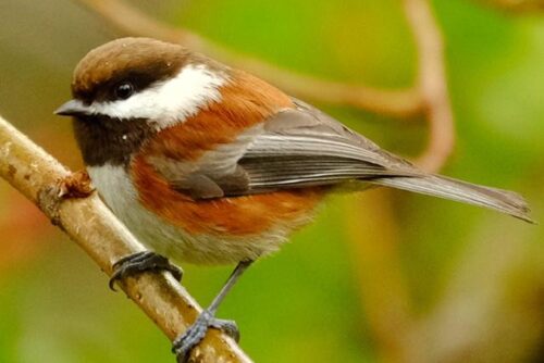 Chestnut-Backed Chickadee