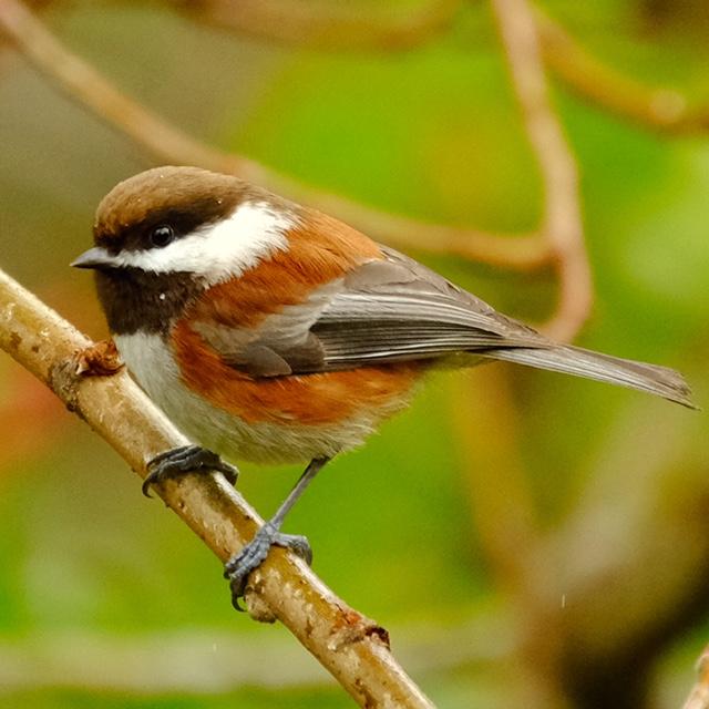 Chestnut-Backed Chickadee