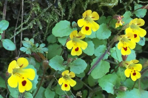 Chickweed Monkeyflower