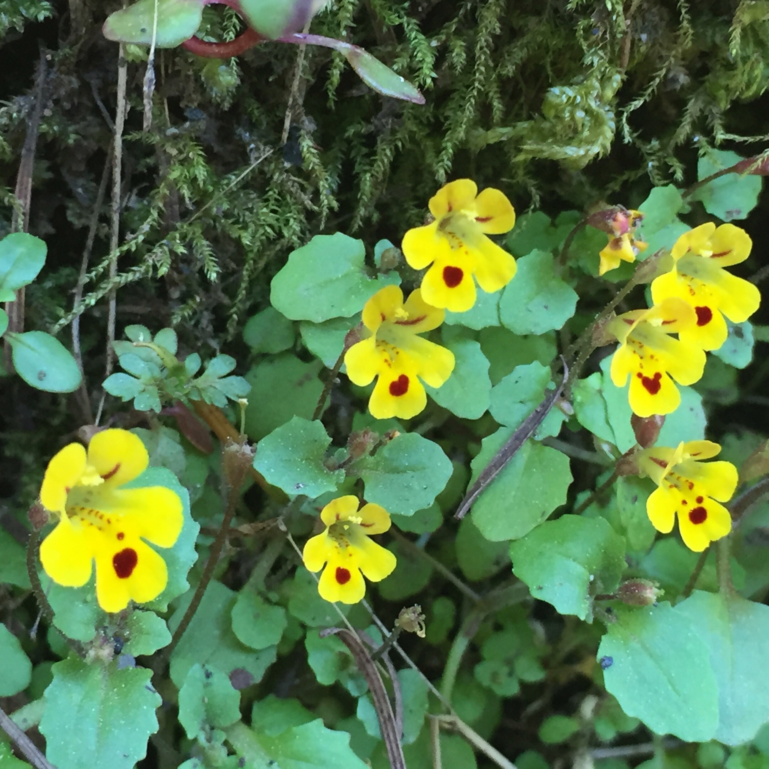 Chickweed Monkeyflower