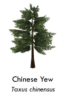 Chinese yew