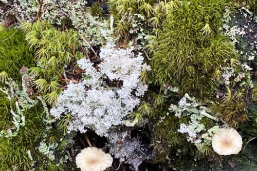 Christmas Tree Lichen