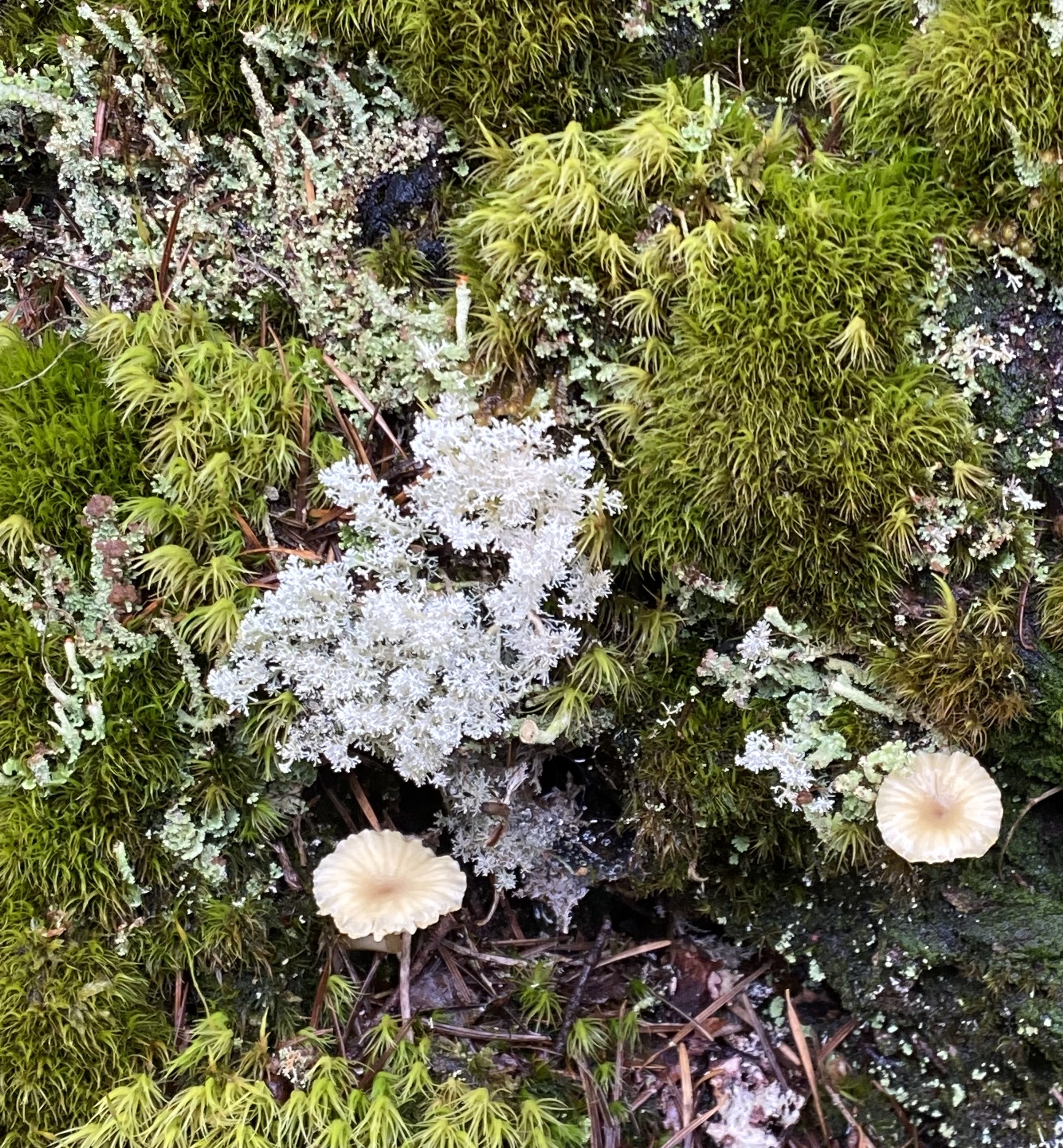 Christmas Tree Lichen Christmas Tree Lichen