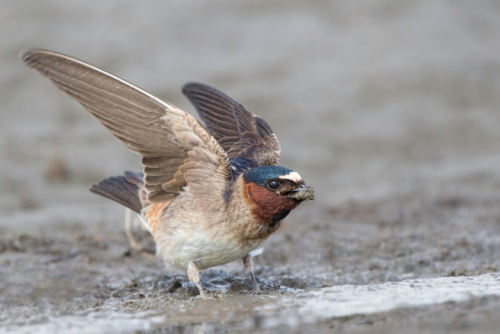 Cliff Swallow