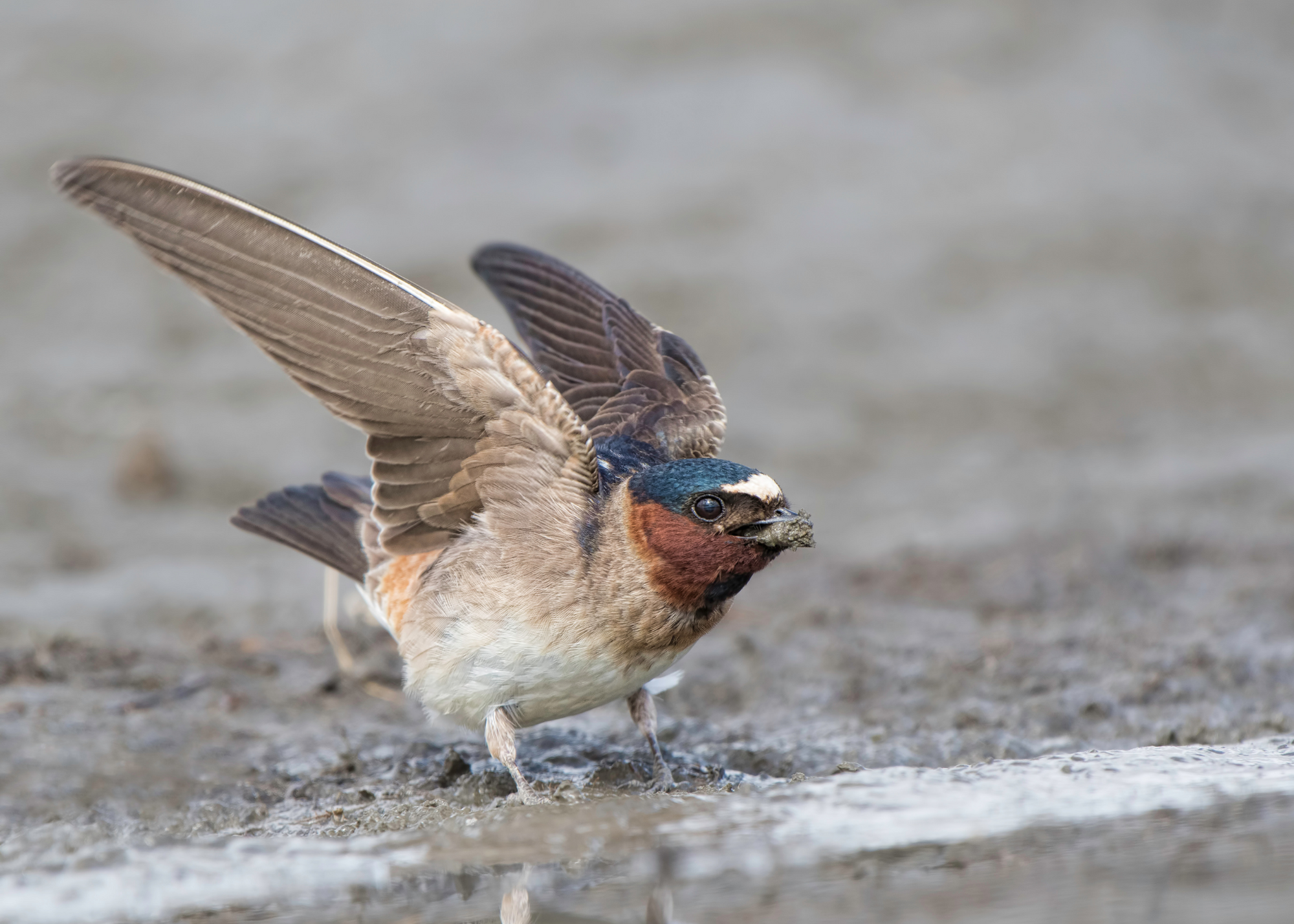 Cliff Swallow Cliff Swallow