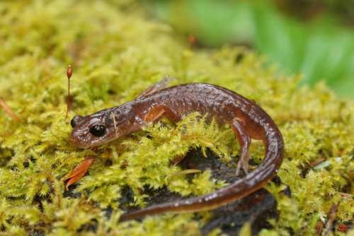 Clouded Salamander Clouded Salamander